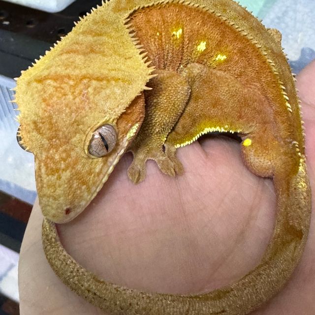 바이 레드 화이트포트홀
