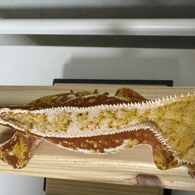 쿼드 레드