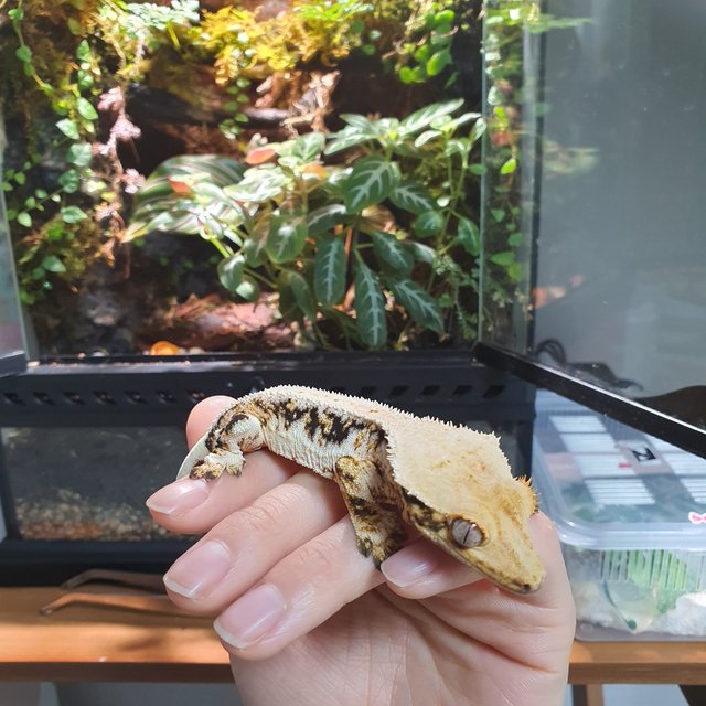 릴리화이트 트라이