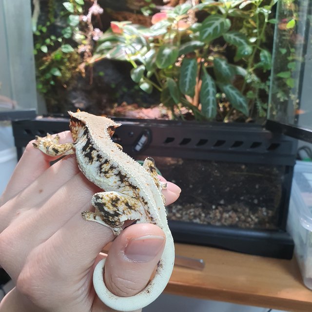 릴리화이트 트라이