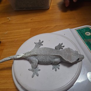 아잔틱 팬텀 챠콜