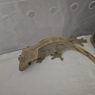 노멀 플레임 다크 팬텀