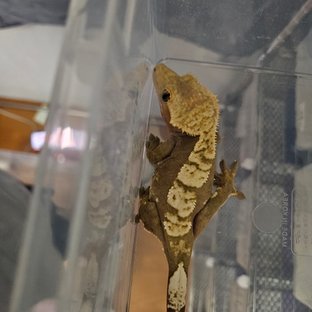 노멀 플레임 레드