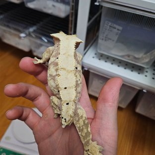 노멀 트라이 익스트림할리퀸 레드