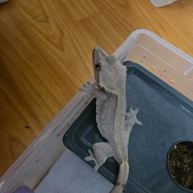 노멀 바이 레드