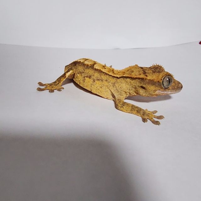 옐로우 크림시클