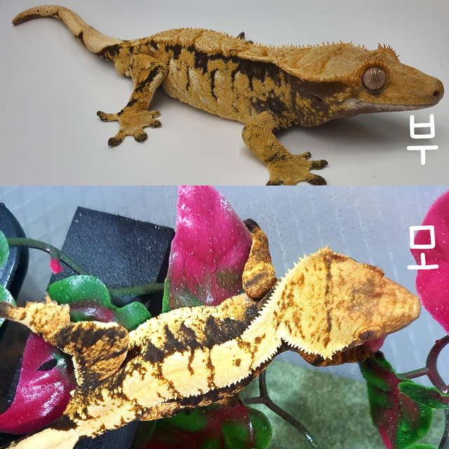 트라이 익스트림할리퀸