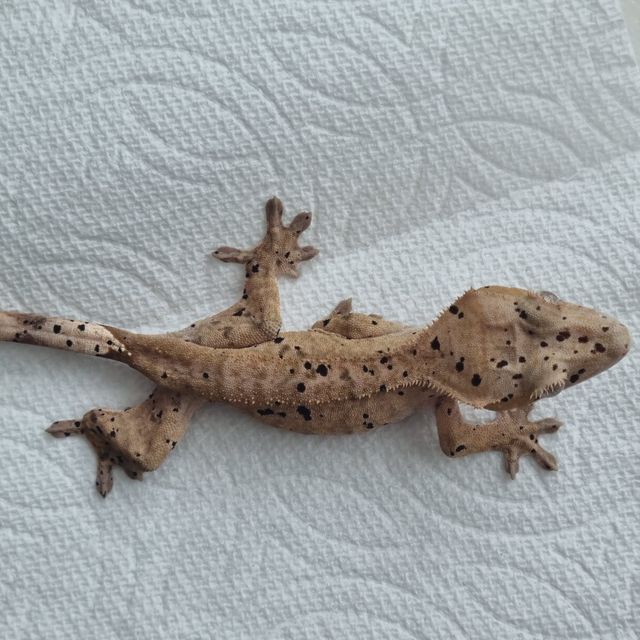 슈퍼달마시안