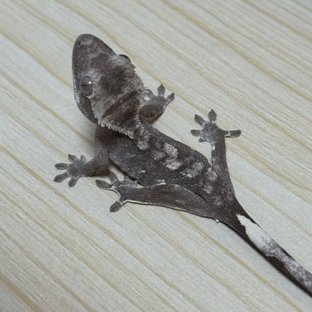 아잔틱