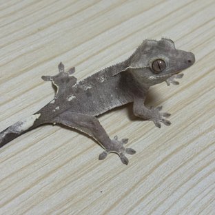 아잔틱
