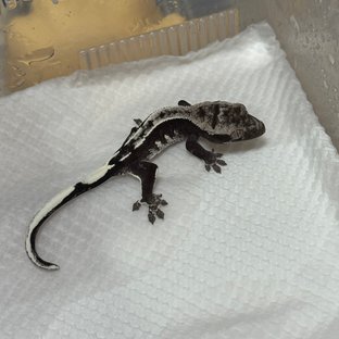 아잔틱