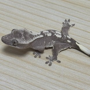 아잔틱