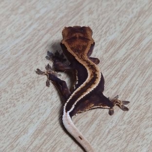 쿼드 엠티백