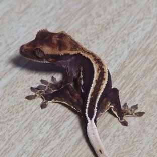 쿼드 엠티백