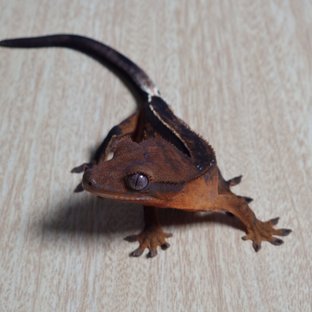 Empty Back 100% Het Axanthic