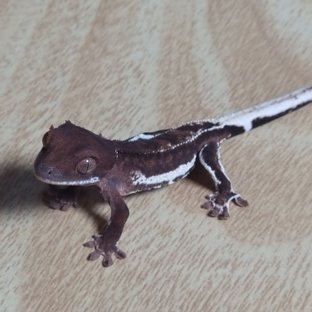 Charcoal Phantom Frappuccino 100% Het Axanthic