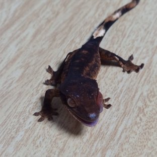 챠콜 팬텀 100%헷아잔틱