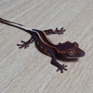 일레븐&비비