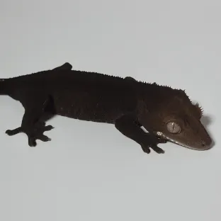네로