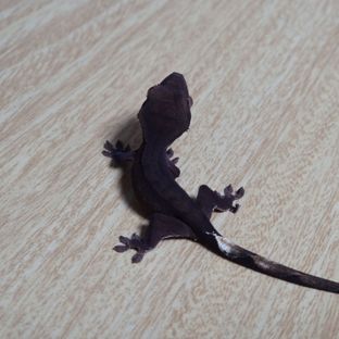 챠콜 팬텀