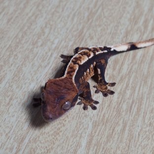 트라이 핀스트라이프