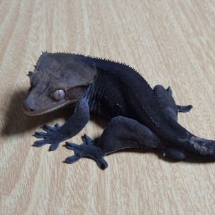 실코