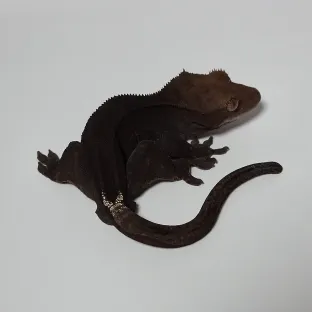 제로
