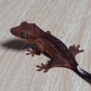 Red Phantom 100% Het Axanthic