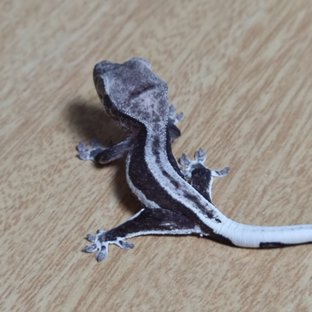 슈퍼스트라이프 팬텀 릴잔틱