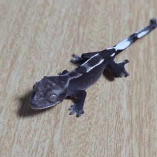 아잔틱