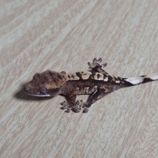 실코&벨