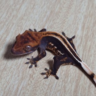 Quad Super Stripe Empty Back