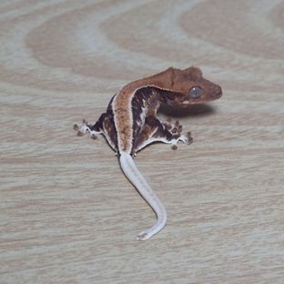백제5차