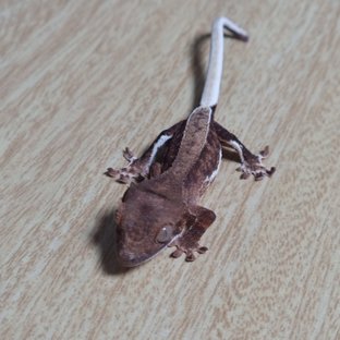 팬텀 릴리100%헷아잔틱