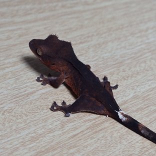 챠콜 팬텀 100%헷아잔틱