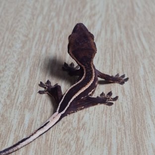 슈퍼스트라이프 엠티백