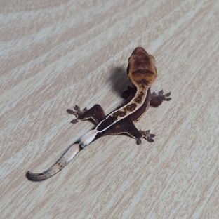 캐비3차
