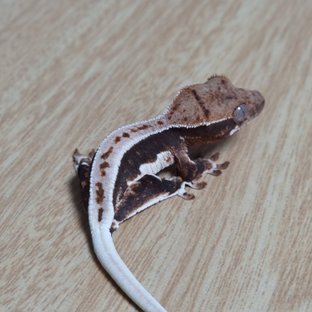 다크 릴리화이트