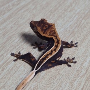 풀핀 핀스트라이프 엠티백