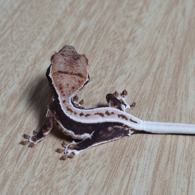 다크 릴리화이트