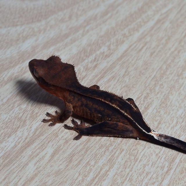 엠티백 100%헷아잔틱