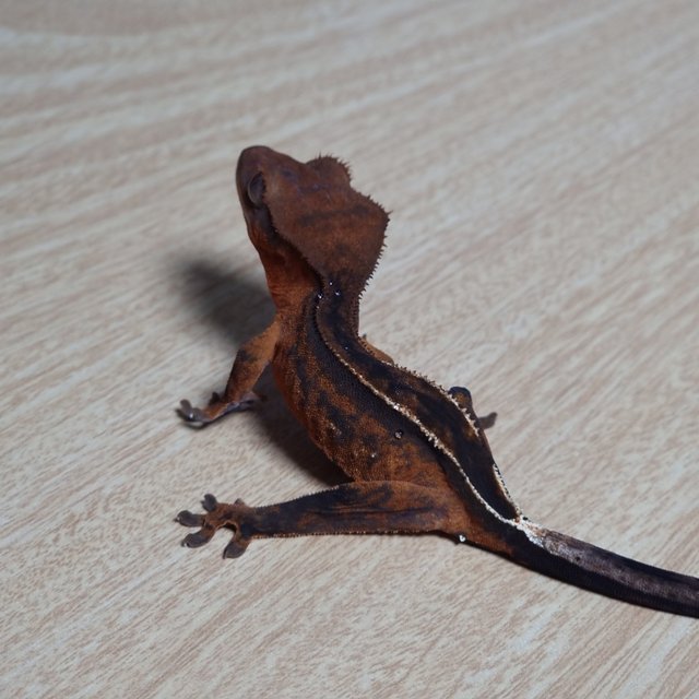 엠티백 100%헷아잔틱