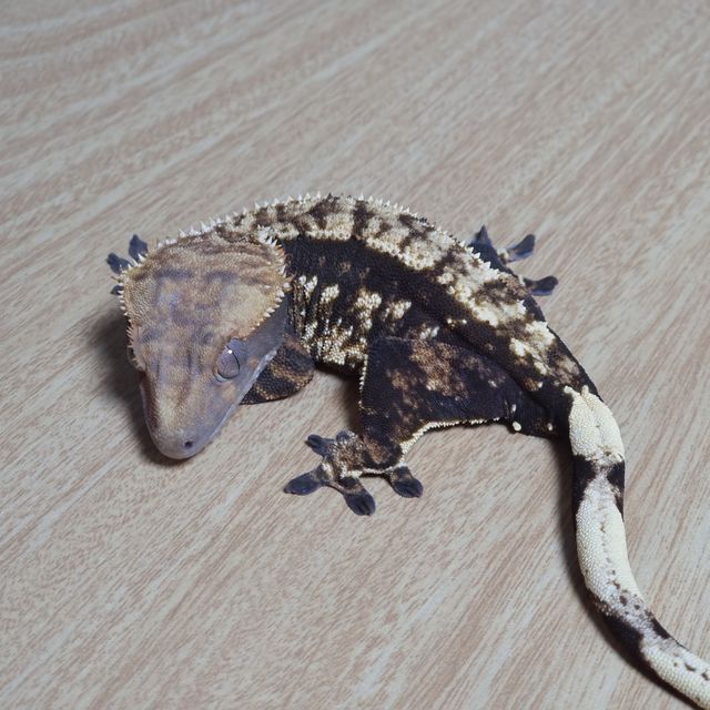 트라이 익스트림할리퀸 100%헷아잔틱