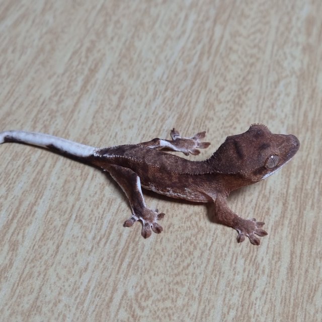 레드 팬텀 릴리100%헷아잔틱