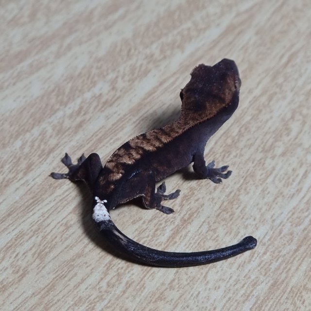 챠콜 플레임 카푸치노