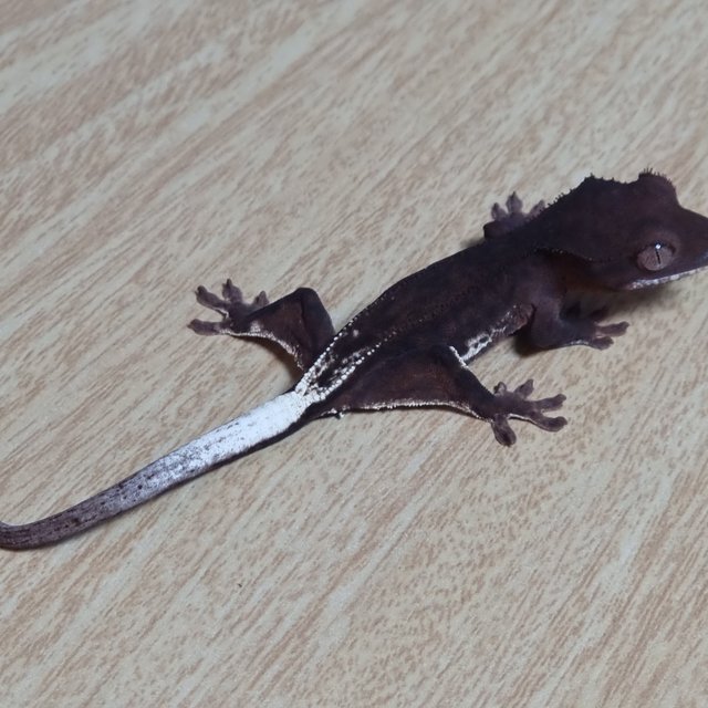 챠콜 팬텀 프라푸치노 100%헷아잔틱