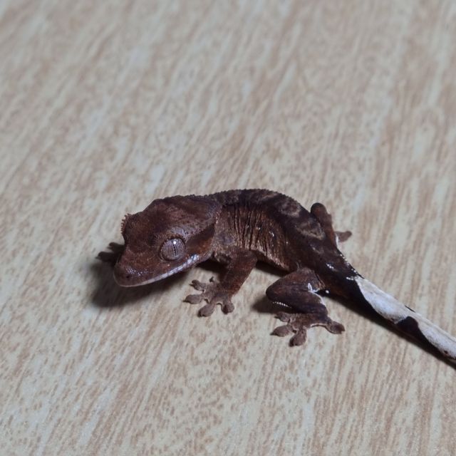 팬텀 100%헷아잔틱