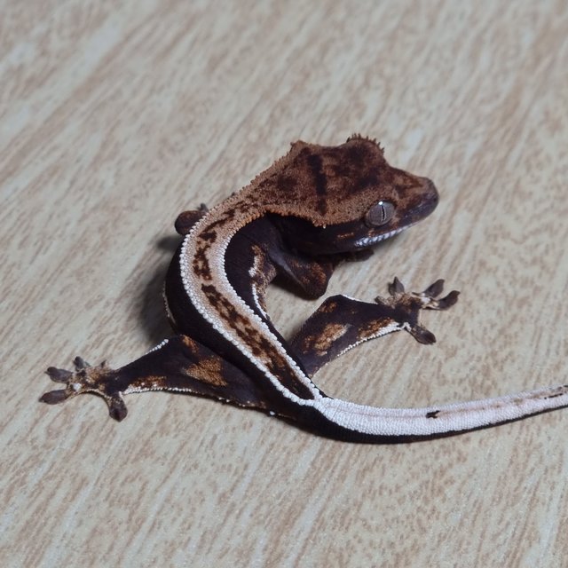 슈퍼스트라이프 엠티백