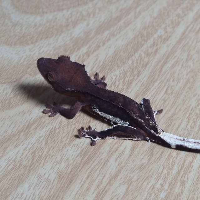 챠콜 팬텀 프라푸치노 100%헷아잔틱