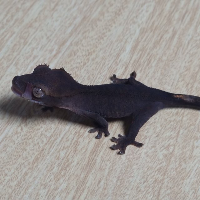 챠콜 100%헷아잔틱